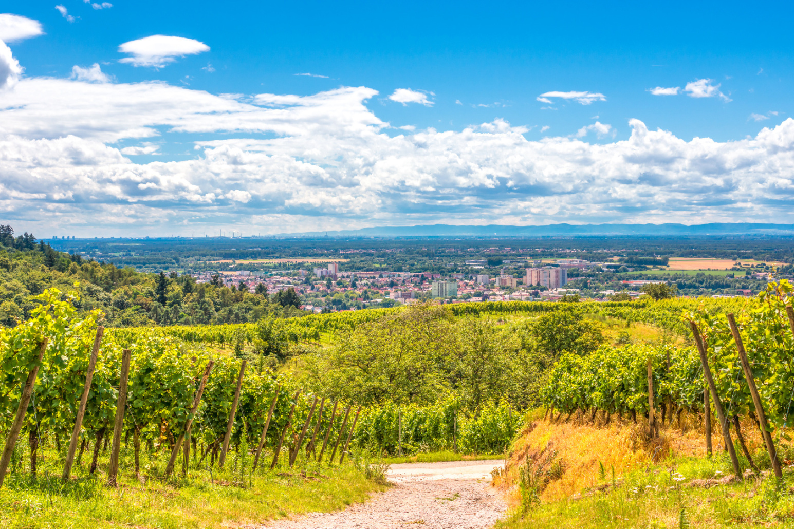 Weinbau Bensheim; Detektei Bensheim, Detektiv Bensheim, Privatdetektiv Bensheim